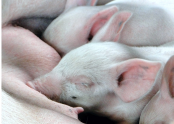 Genetic evaluation of pigs 