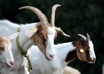 Control of utility - Goats
